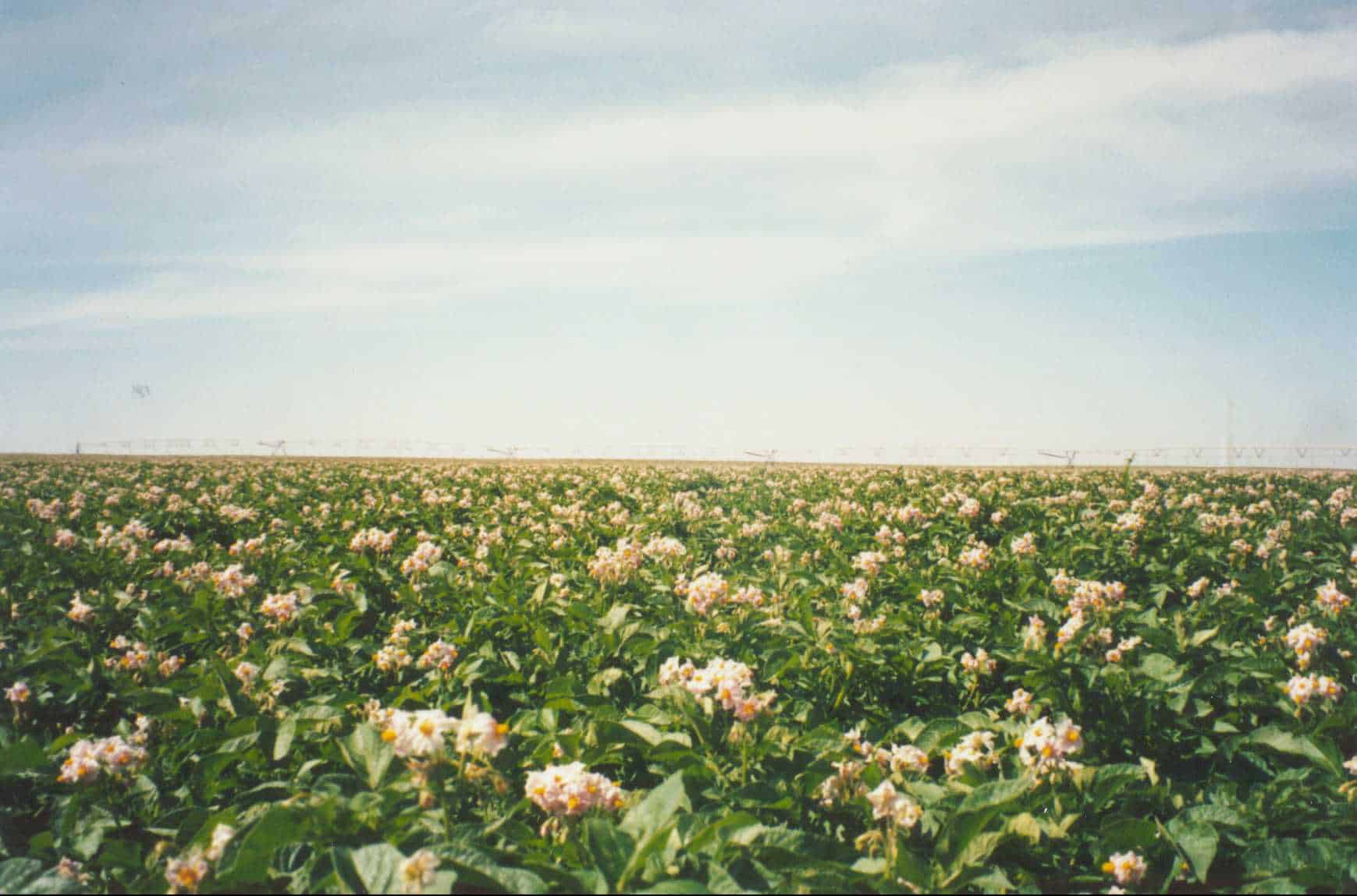 Potato Fields