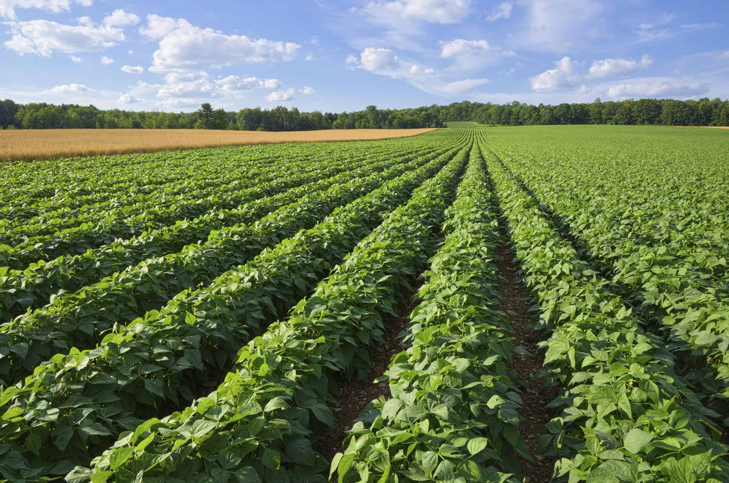 Wisconsin potato field
