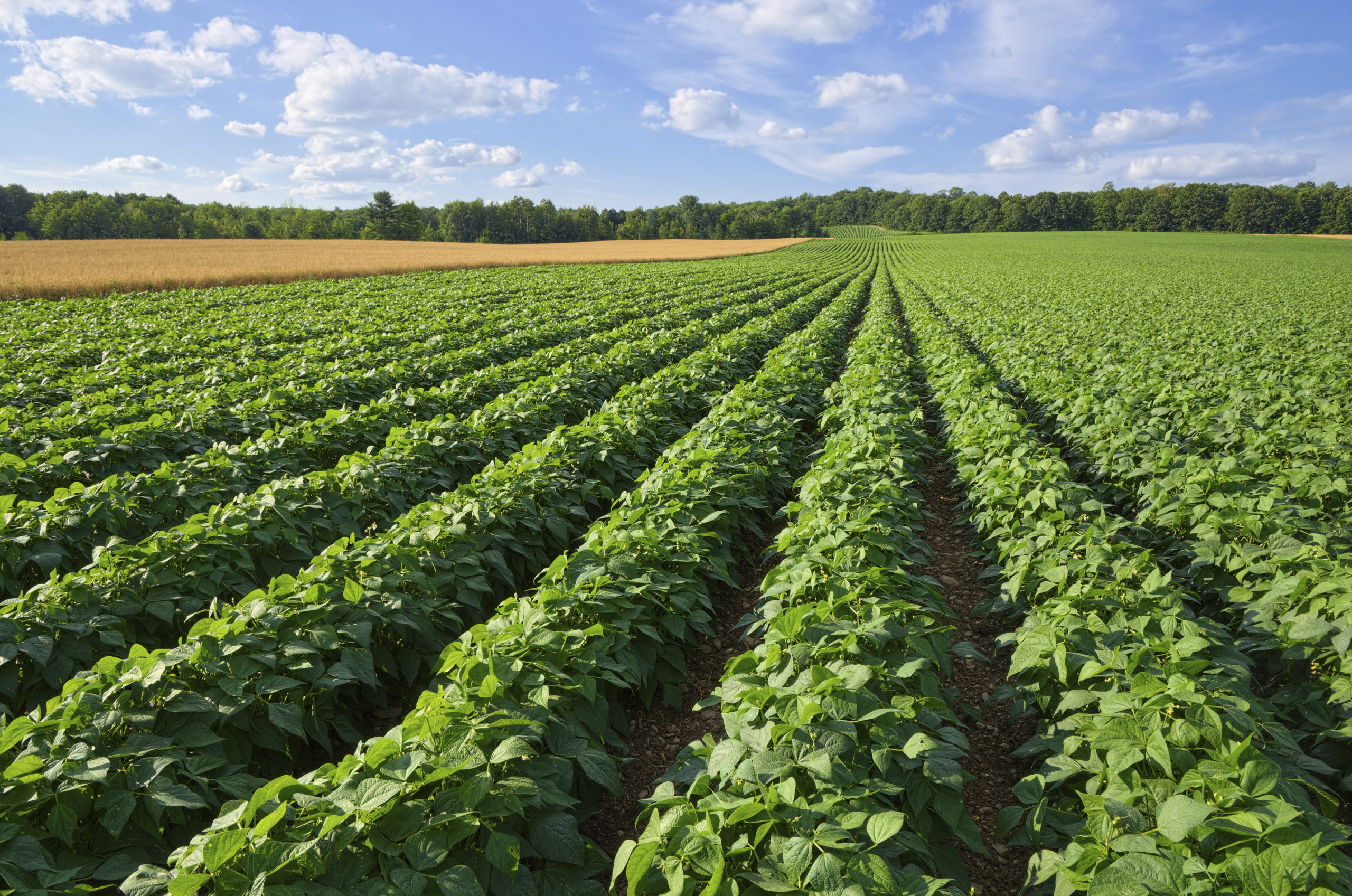 Image of potato field